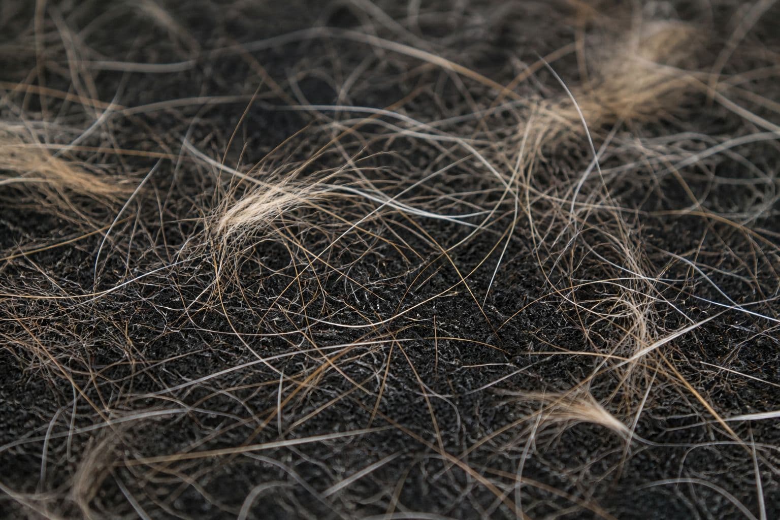 Poils d'animaux